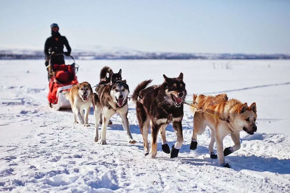 Best Things to Do in Lapland- Take a Husky/Reindeer/Snowmobile Safari